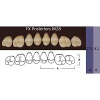 FX Posteriors - Зубы акриловые двухслойные, боковые верхние, цвет C1, фасон М28, 8 шт