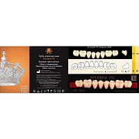 Зубы EFUCERA PX Posteriors, цвет D2, фасон 28, композитные трехслойные боковые нижние, 8 штук на планке.