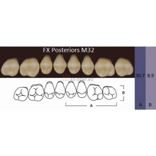FX Posteriors - Зубы акриловые двухслойные, боковые верхние, цвет A1, фасон М32, 8 шт