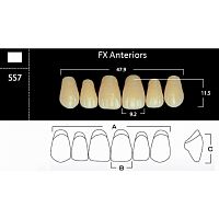 FX Anteriors - Зубы акриловые двухслойные, фронтальные верхние, цвет C3, фасон SS7, 6 шт