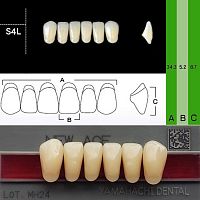 Зубы NEW ACE Anterior, цвет C4, фасон S4L акриловые двухслойные, 6 шт. от Атридент