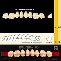 Зубы EFUCERA PX Posteriors, цвет C4, фасон 36, композитные трехслойные боковые верхние, 8 штук на планке.