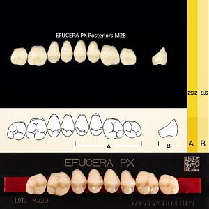Зубы EFUCERA PX Posteriors, цвет A2, фасон 28, композитные трехслойные боковые верхние, 8 штук на планке.