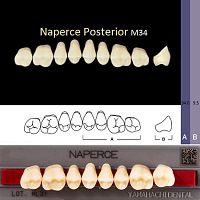 Зубы NAPERCE Posterior, цвет C4, фасон М34 акриловые двухслойные, 8 шт. от Атридент