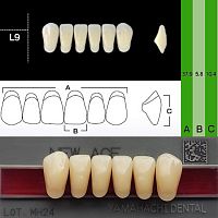 Зубы NEW ACE Anterior, цвет C1, фасон L9 акриловые двухслойные, 6 шт. от Атридент