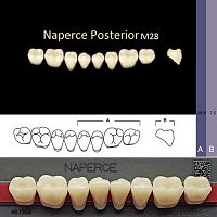 Зубы NAPERCE Posterior, цвет D2, фасон М28 акриловые двухслойные, 8 шт. от Атридент