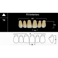 FX Anteriors - Зубы акриловые двухслойные, фронтальные верхние, цвет A4, фасон T4, 6 шт