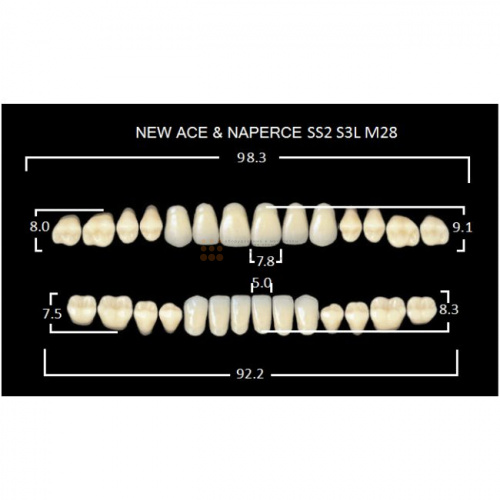 Зубы GLORIA, цвет C1, фасон SS2 М28, акриловые двухслойные, полный гарнитур, 28 шт. фото 2