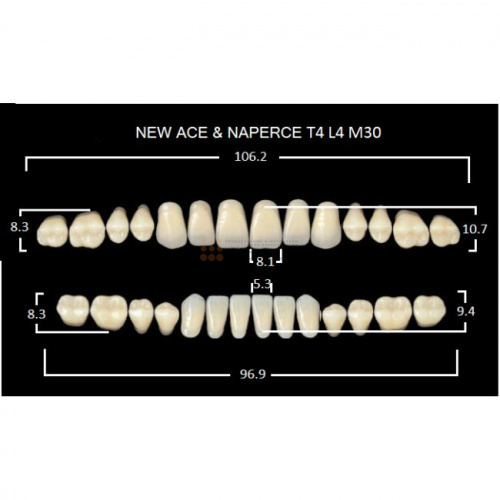 Зубы GLORIA, цвет A2, фасон T4 М30, акриловые двухслойные, полный гарнитур, 28 шт. фото 2