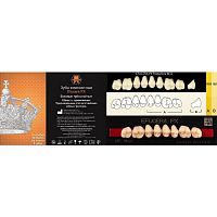 Зубы EFUCERA PX Posteriors, цвет B3, фасон 32, композитные трехслойные боковые верхние, 8 штук на планке.