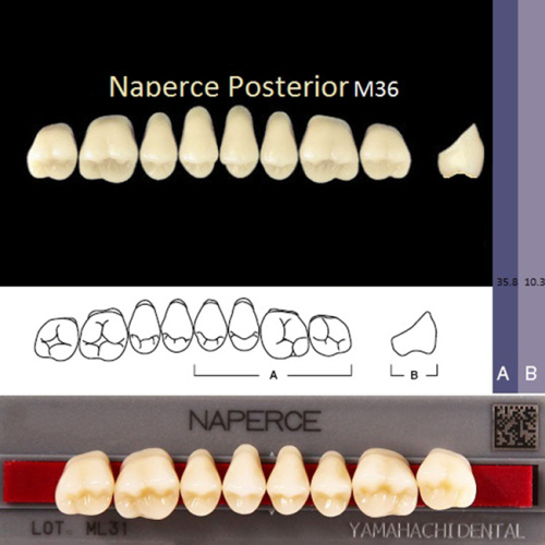 Зубы NAPERCE Posterior, цвет D3, фасон М36 акриловые двухслойные, 8 шт. Зубы NAPERCE Posterior, цвет D3, фасон М36 акриловые двухслойные, 8 шт. от Атридент