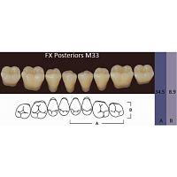 FX Posteriors - Зубы акриловые двухслойные, боковые нижние, цвет B1, фасон М33, 8 шт от Атридент