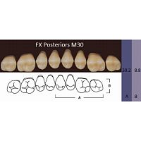FX Posteriors - Зубы акриловые двухслойные, боковые верхние, цвет B2, фасон М30, 8 шт