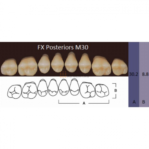 FX Posteriors - Зубы акриловые двухслойные, боковые верхние, цвет A1, фасон М30, 8 шт