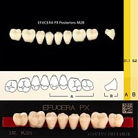 Зубы EFUCERA PX Posteriors, цвет A3, фасон 28, композитные трехслойные боковые нижние, 8 штук на планке.
