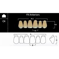 FX Anteriors - Зубы акриловые двухслойные, фронтальные верхние, цвет B4, фасон  C4, 6 шт