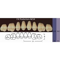 FX Posteriors - Зубы акриловые двухслойные, боковые верхние, цвет B3, фасон М34, 8 шт