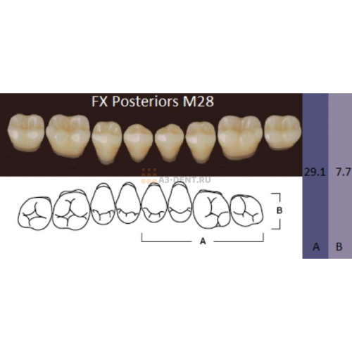 FX Posteriors - Зубы акриловые двухслойные, боковые нижние, цвет A3, фасон M28, 8 шт