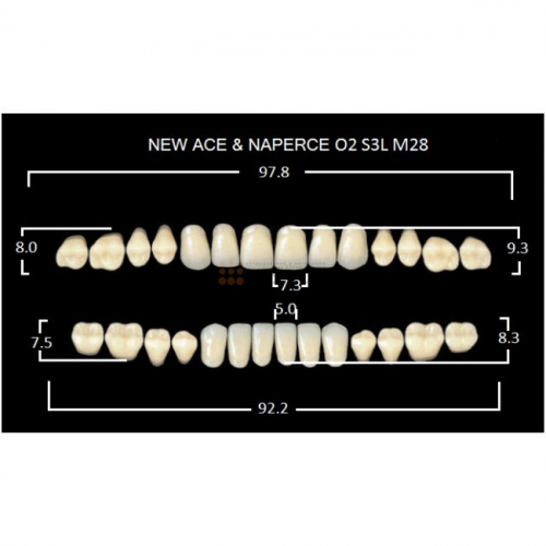 Зубы GLORIA, цвет A1, фасон O2 М28, акриловые двухслойные, полный гарнитур, 28 шт. фото 2