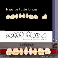 Зубы NAPERCE Posterior, цвет W05, фасон М28 акриловые двухслойные, 8 шт. от Атридент