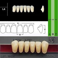 Зубы NEW ACE Anterior, цвет W05, фасон L4 акриловые двухслойные, 6 шт.