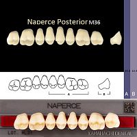 Зубы NAPERCE Posterior, цвет C3, фасон М36 акриловые двухслойные, 8 шт. от Атридент