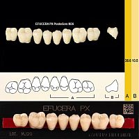 Зубы EFUCERA PX Posteriors, цвет A4, фасон 36, композитные трехслойные боковые нижние, 8 штук на планке.