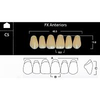 FX Anteriors - Зубы акриловые двухслойные, фронтальные верхние, цвет C1, фасон C5, 6 шт