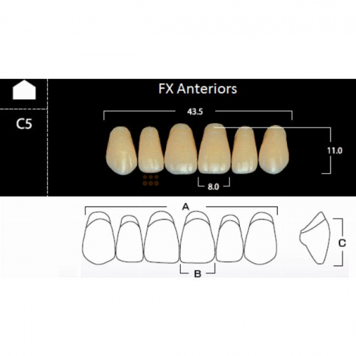 FX Anteriors - Зубы акриловые двухслойные, фронтальные верхние, цвет C3, фасон C5, 6 шт